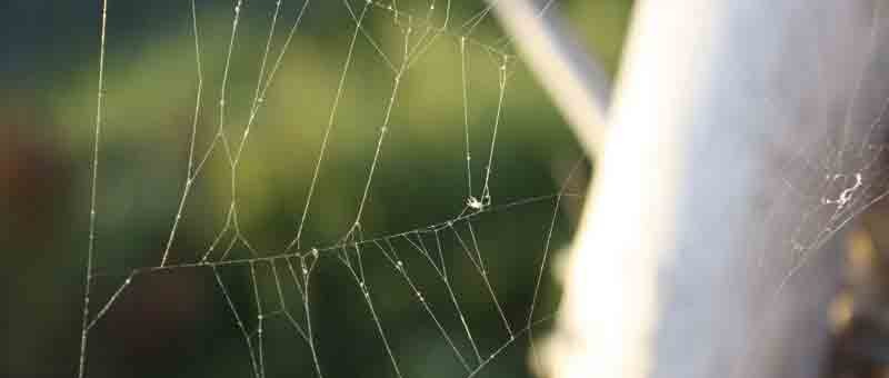 Etiam placerat ipsum porttitor ipsum